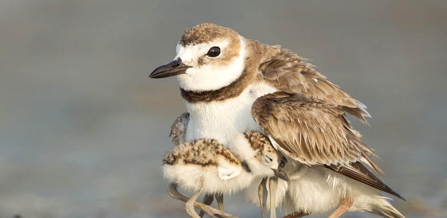 A Wilson’s plover sheltering its chicks on a beach in Florida