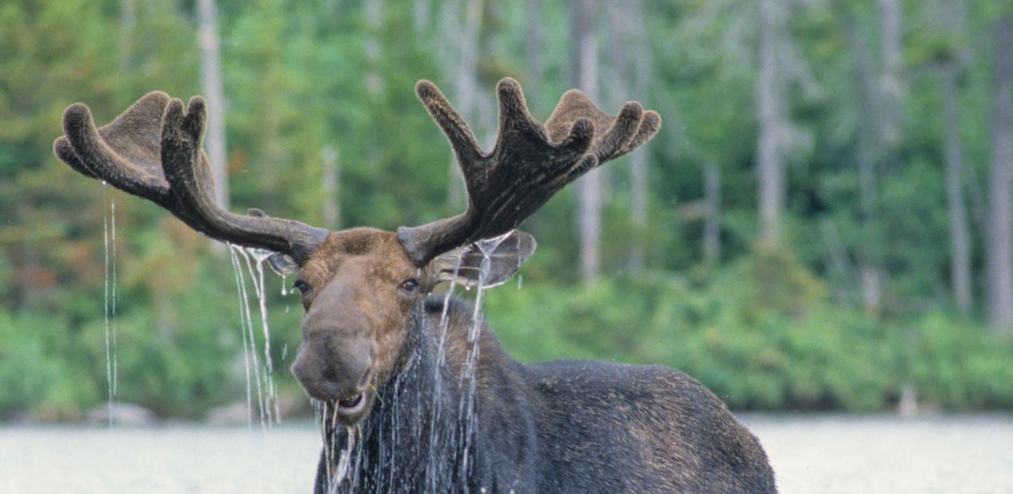 Moose, Maine