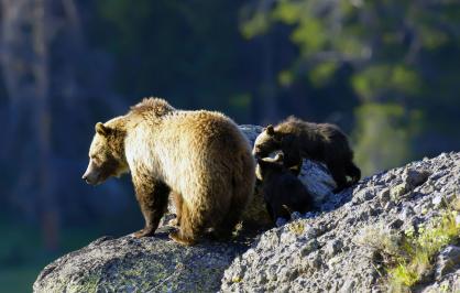 Grizzly bear and cubs