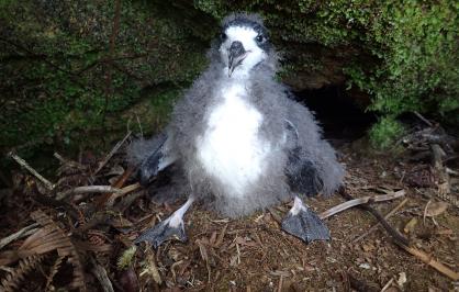 A Hawaiian petrel chicks translocated to an area protected by NFWF-funded fencing