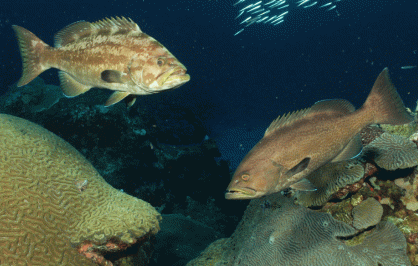 Yellowmouth grouper
