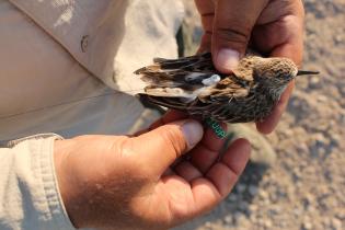 Researchers fitting semipalmated sandpiper with “nanotag” to track its movements in northern South America