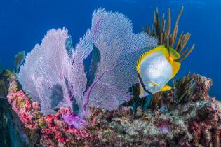 Butterfly fish and sea fan on a Florida reef