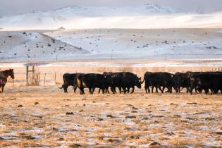 Rancher with cattle in Absaroka Mountains