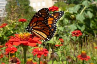 Monarch butterfly in an urban pollinator garden