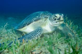 Loggerhead sea turtle underwater