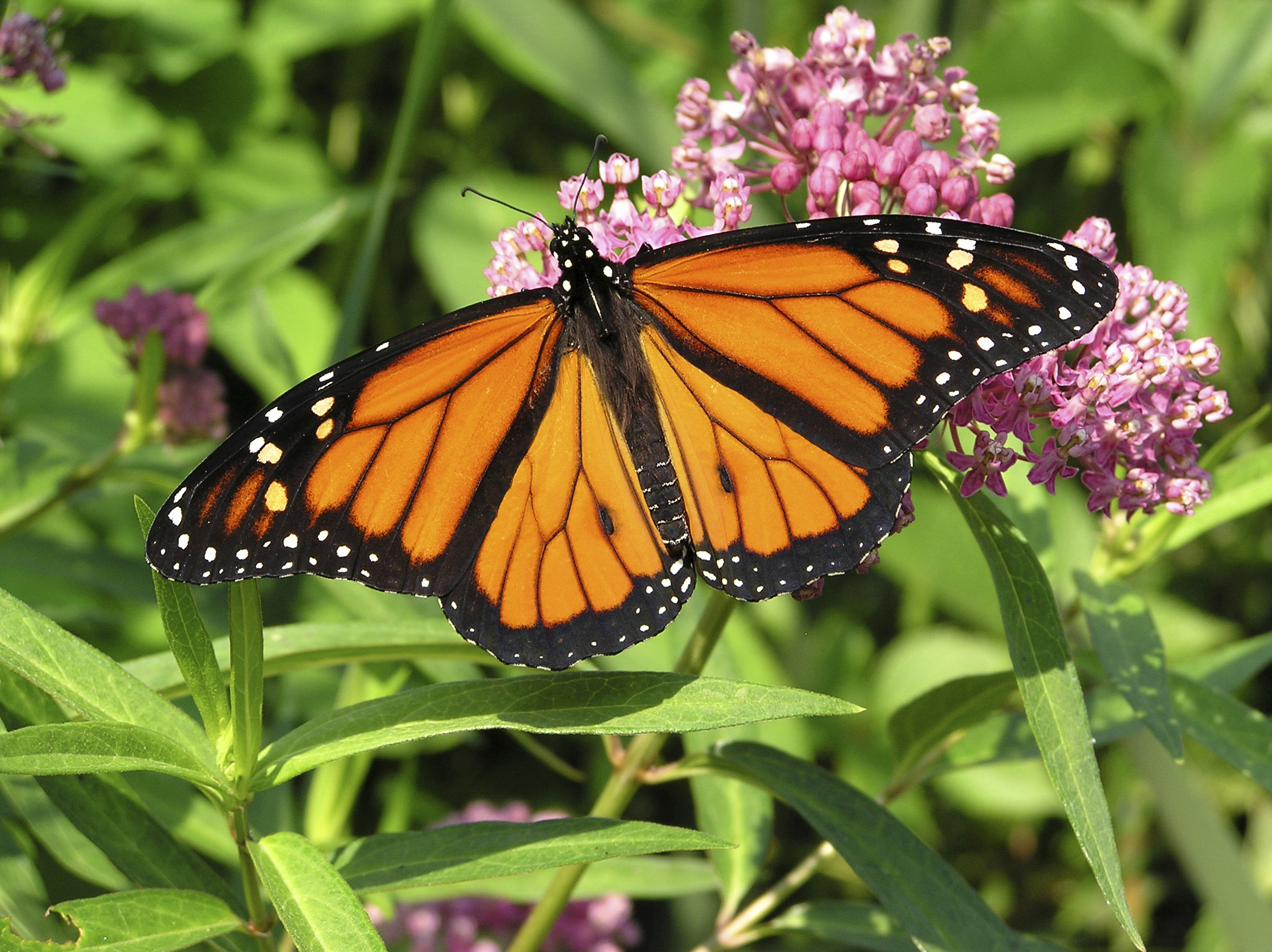 Monarch butterfly on milkweed