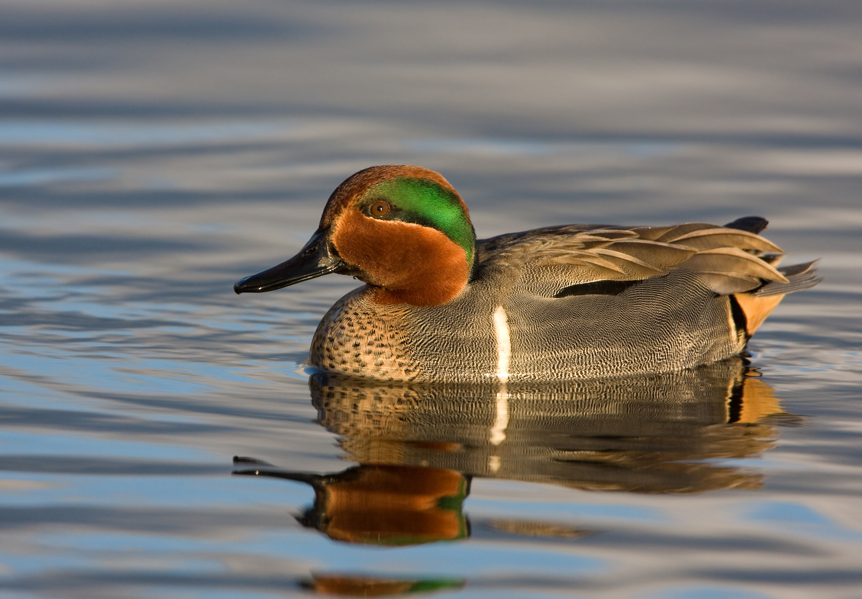 Green-winged teal