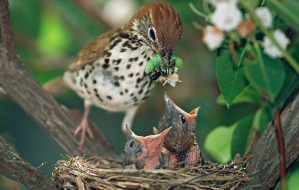 Wood thrush