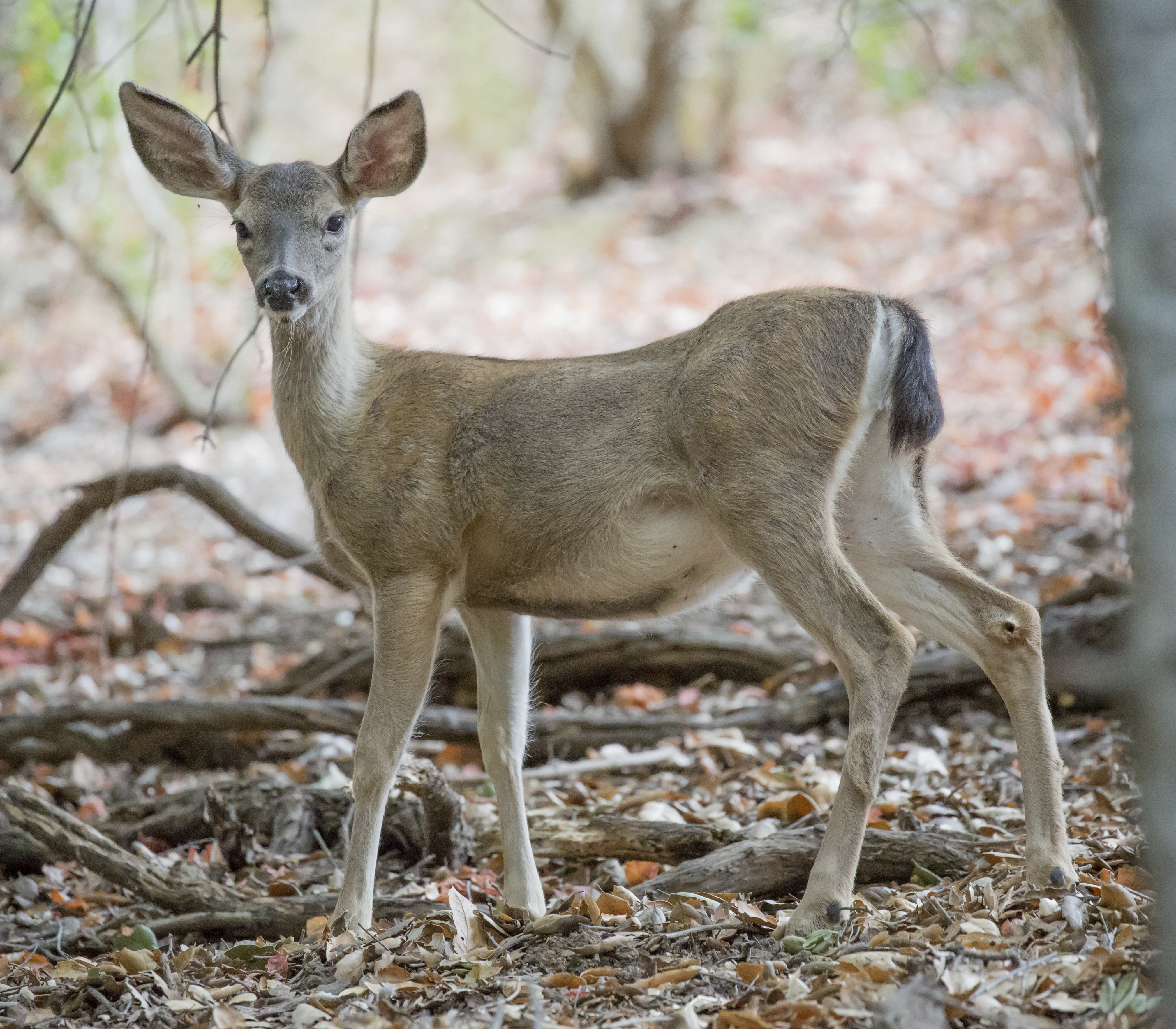 Black-tailed deer