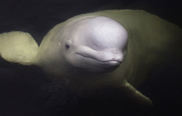 Beluga Whale
