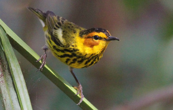 Cape May warbler