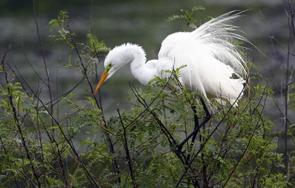 Great egret