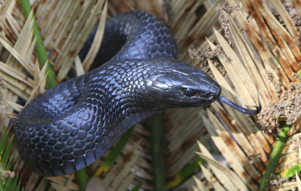 Indigo snake