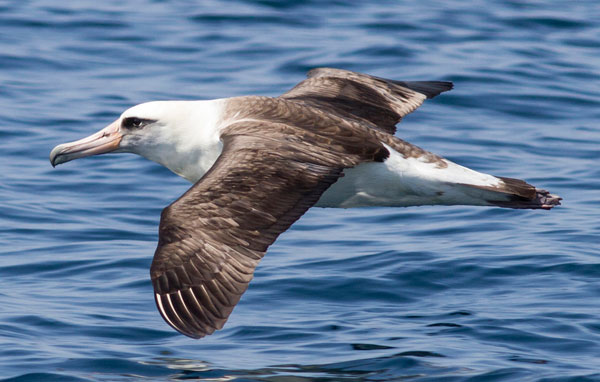 Laysan albatross