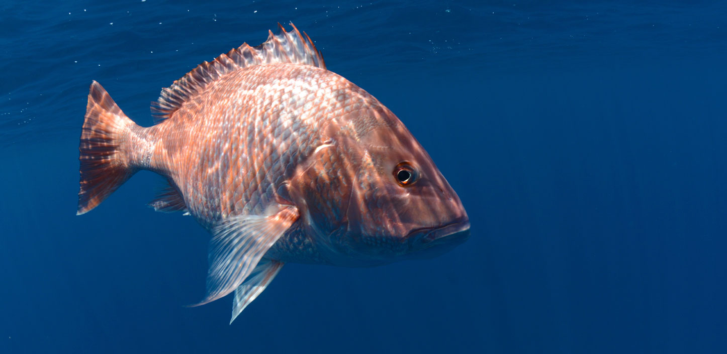 Imposters! The Other Red Snappers and How to Identify Them – Gulf