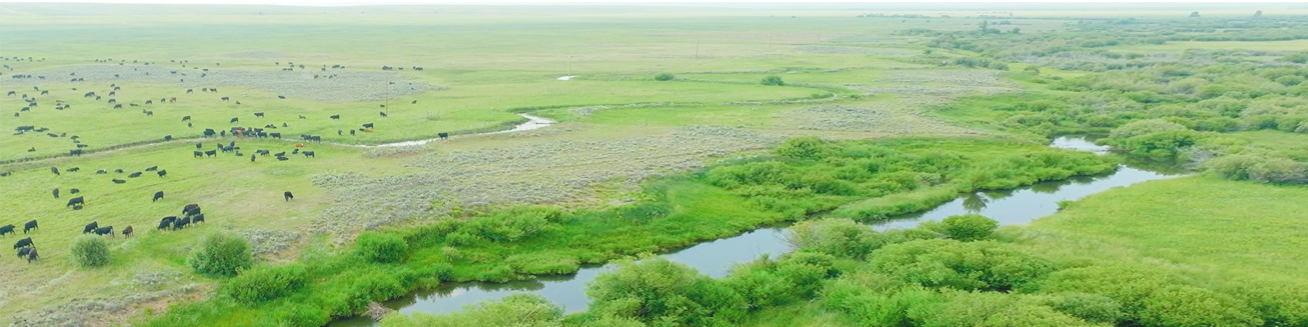 Aerial view of a lush green landscape with a winding river and dense vegetation, featuring black cows grazing on expansive grasslands in the serene countryside.