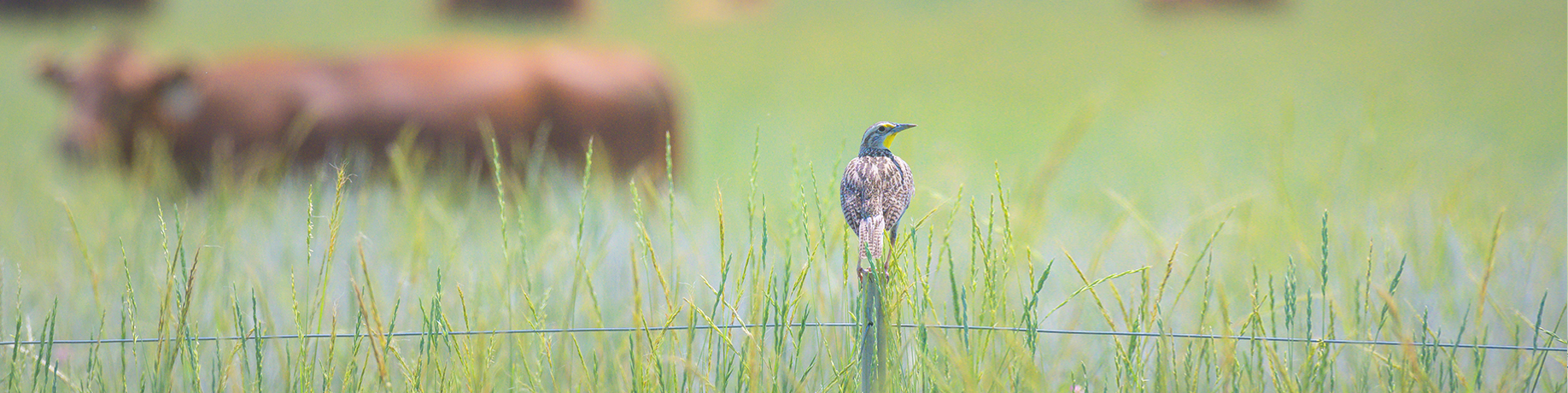 A meadowlark perched on a fence post in a lush green field with tall grass and wildflowers, with grazing cows in the background in a serene countryside landscape.