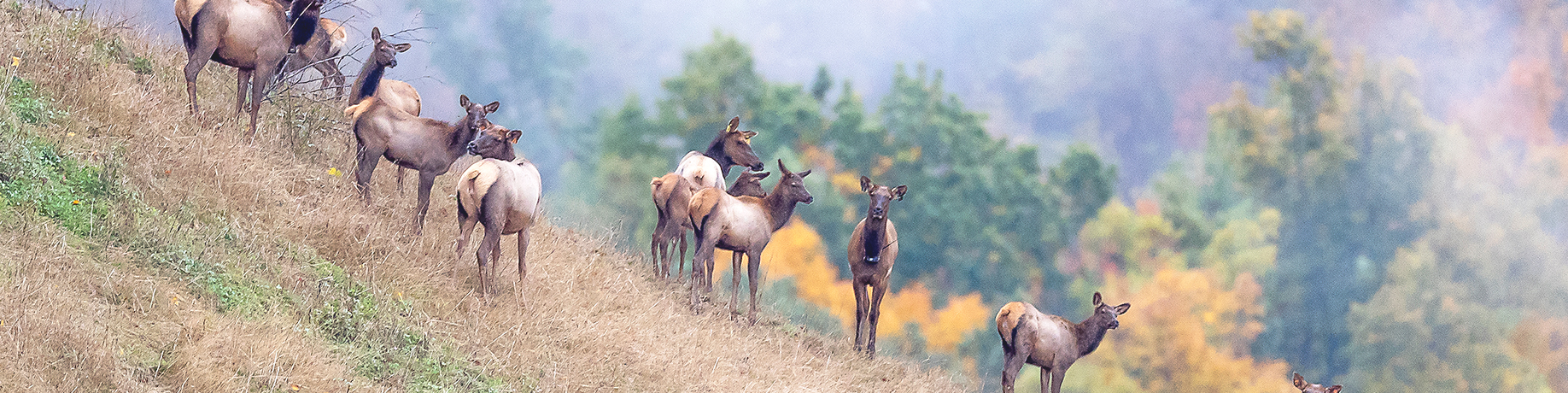 A group of elk standing on a grassy hillside with autumn foliage in the background. The slope is steep, and the elk are positioned in a loose line, facing forward. Behind them, trees display vibrant fall colors of orange, yellow, and green, partially veiled by mist.