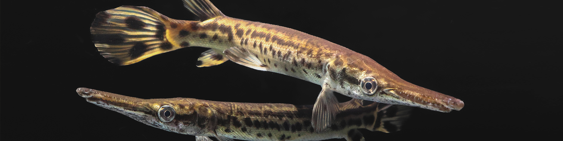 Two alligator gar fish with long, narrow snouts and sharp teeth, featuring mottled brown and tan patterns along their elongated bodies, swimming against a black background with a reflective surface below.