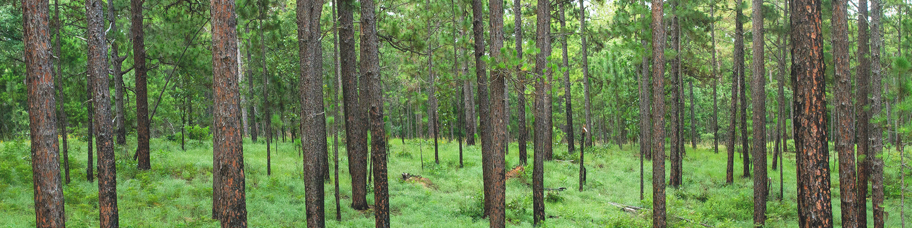 Dense longleaf pine forest with tall, straight trunks and a lush green understory of grasses and low plants.