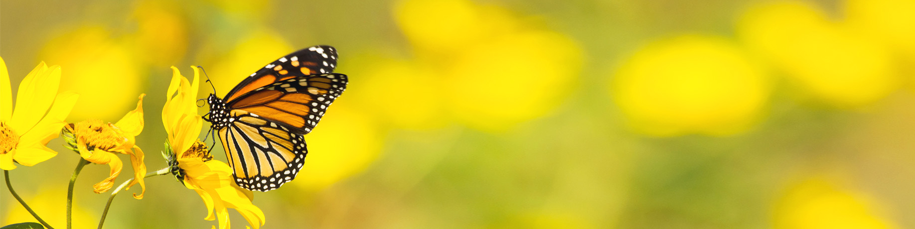 A monarch butterfly with orange and black wings perched on a bright yellow wildflower, with a blurred background of similar yellow flowers.