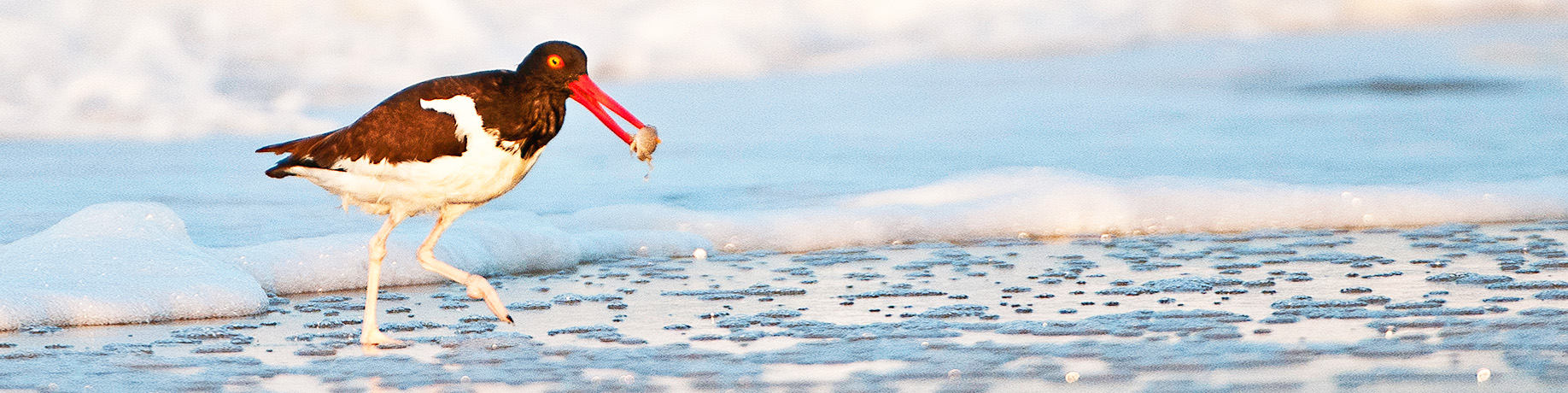 An American oystercatcher with a striking black-and-white body and bright orange beak walks along the shoreline, holding a small shellfish in its beak as waves foam in the background.