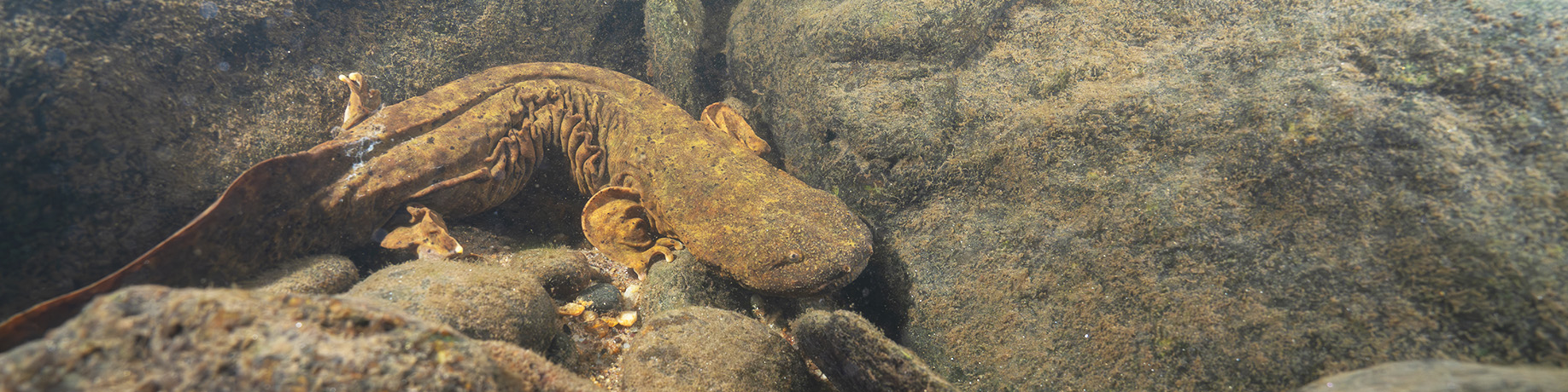 A large aquatic salamander, known as a hellbender, rests among submerged rocks in a freshwater stream. The salamander has a flat head, wrinkled skin along its sides, and blends with the brownish-gray tones of the surrounding stones. The water is clear, revealing the rocky bottom and scattered small debris.