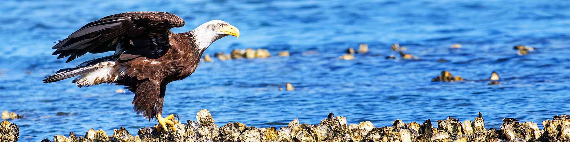 A bald eagle touches down on an oyster-covered rock, its wings spread as blue ocean water ripples behind it.