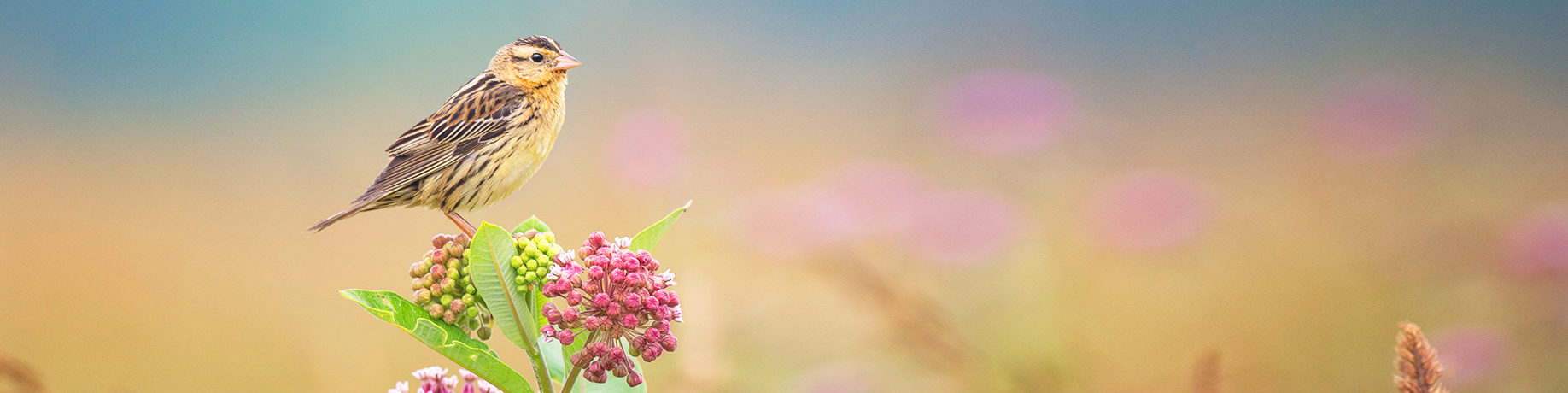 A small brown songbird perched on pink milkweed flowers in a grassy meadow, with a softly blurred background.