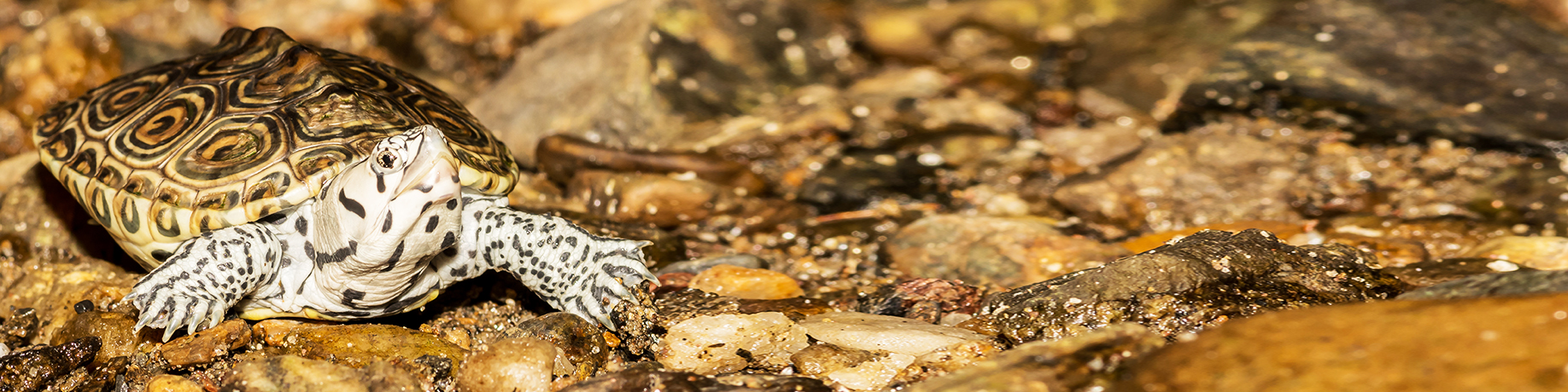 A diamondback terrapin with a patterned shell and speckled legs crawls across wet, rocky terrain near the water’s edge.
