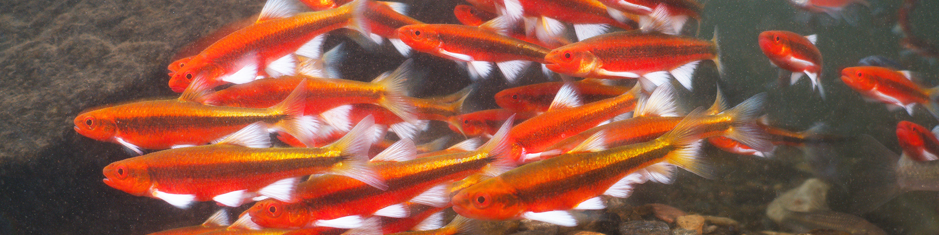 School of bright red-orange greenhead shiners swimming together underwater, their silvery fins flashing against a rocky streambed.