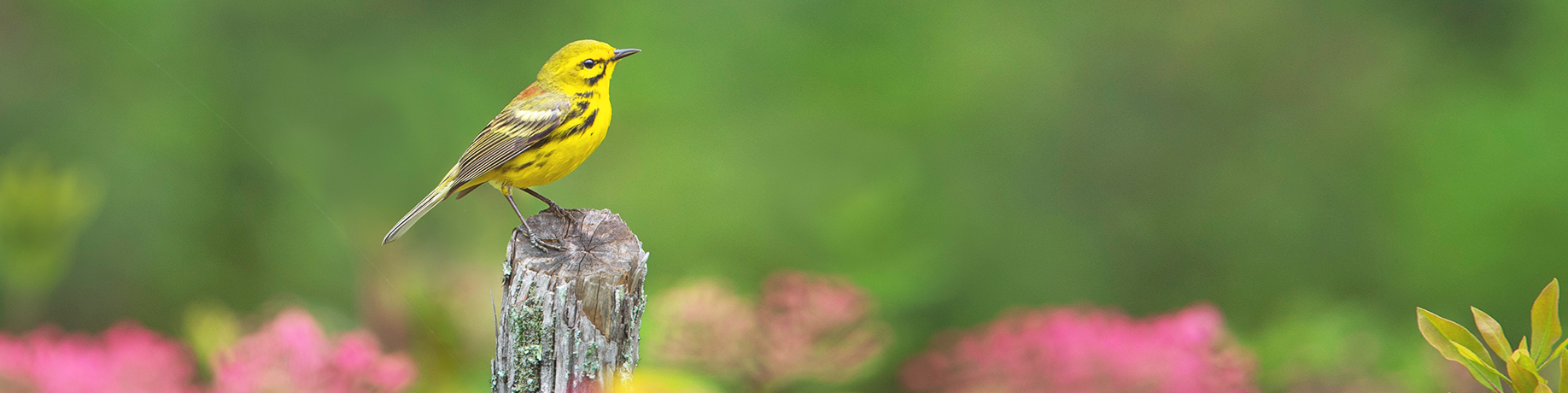 A bright yellow prairie warbler perched on a weathered wooden post, with a soft green background and blurred pink flowers behind it.