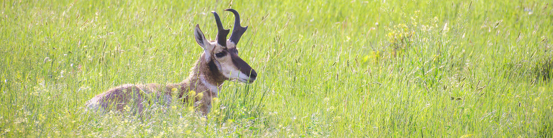 Pronghorn antelope resting in tall green grass, its distinctive black-and-white face and curved horns visible above the meadow.