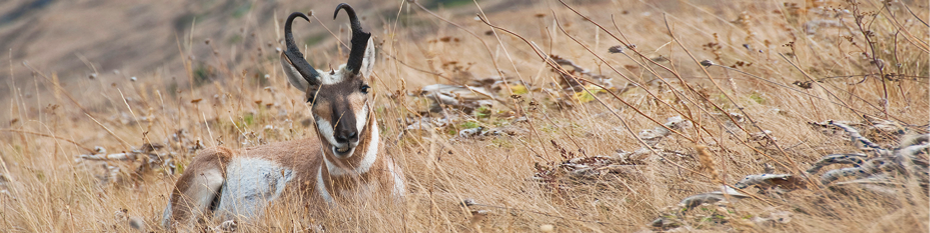 A pronghorn antelope with curved black horns lies in dry grass, looking toward the camera in a grassy, hilly landscape.