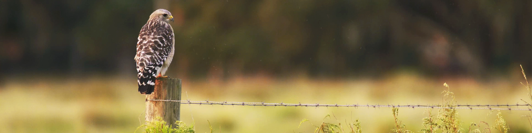A hawk perched on a weathered wooden fence post beside a barbed‑wire fence, overlooking a grassy field with blurred trees in the background.