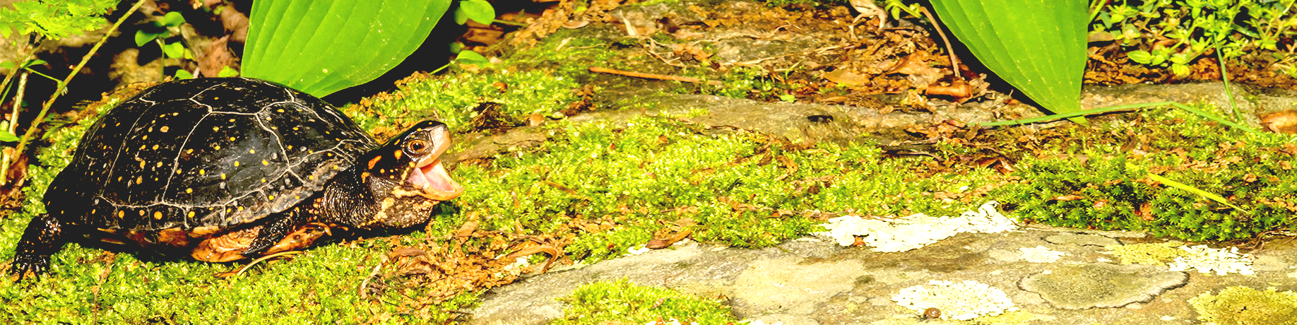 A small dark turtle with yellow spots rests on a moss-covered rock, mouth open, surrounded by green leaves and forest plants