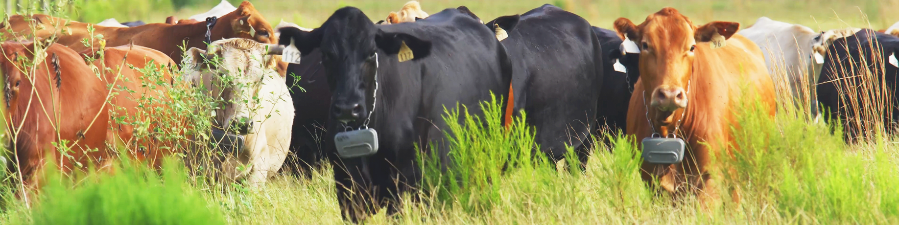 A small herd of cattle fitted with virtual fencing collars stands together in a green pasture.