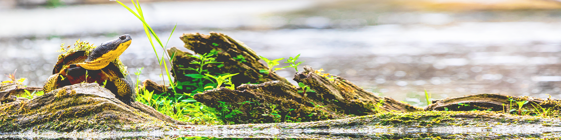 A Blanding’s turtle rests on a mossy log at the edge of a wetland, surrounded by green plants and reflected in calm water.