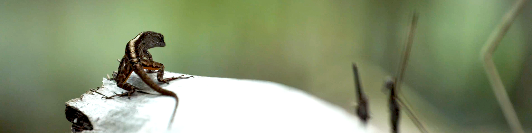 Close-up of a small, brown lizard perched on a pale branch, with an elongated body and a curved, hump‑like structure on its back. The background is softly blurred green vegetation.