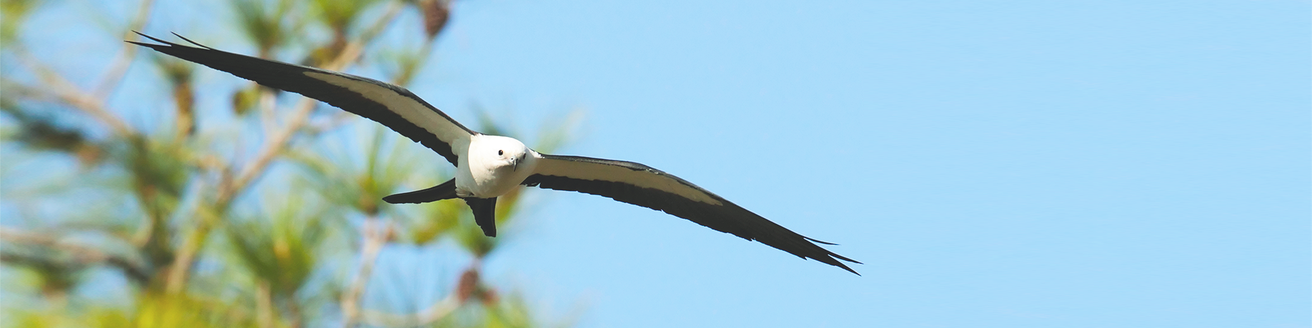 Swallow-tailed kite flying with long, narrow wings and a white head against a blue sky
