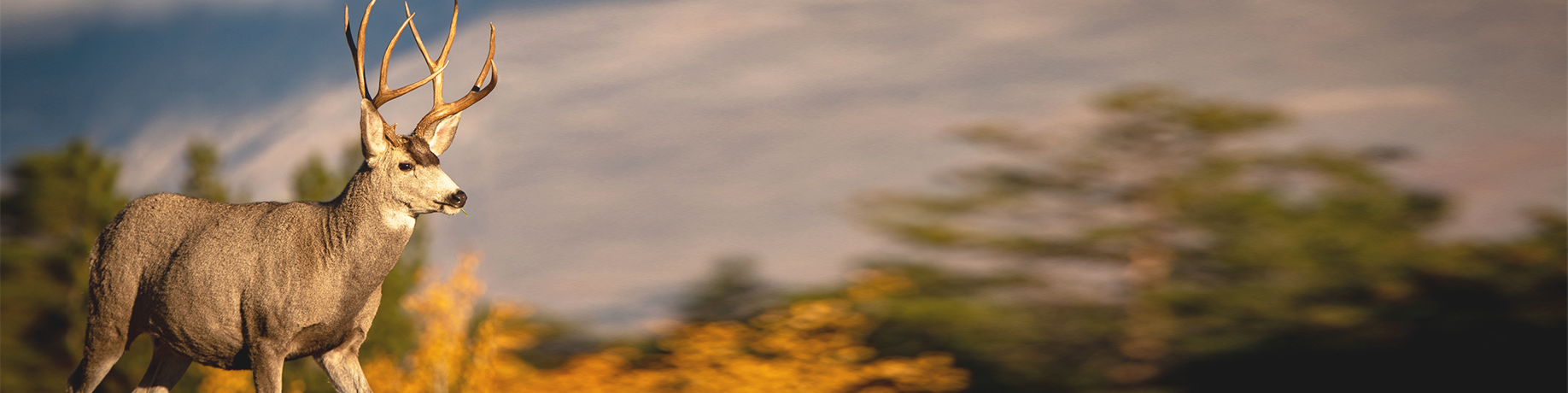 A mule deer with large antlers stands in a forested landscape with autumn foliage and mountains in the background.