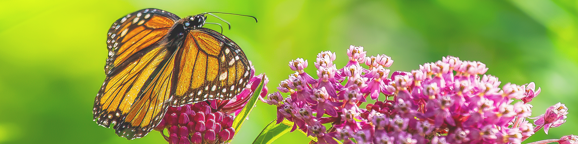Close-up of a monarch butterfly with bright orange wings edged in black and white spots, perched on a cluster of pink milkweed flowers, with a soft green background.