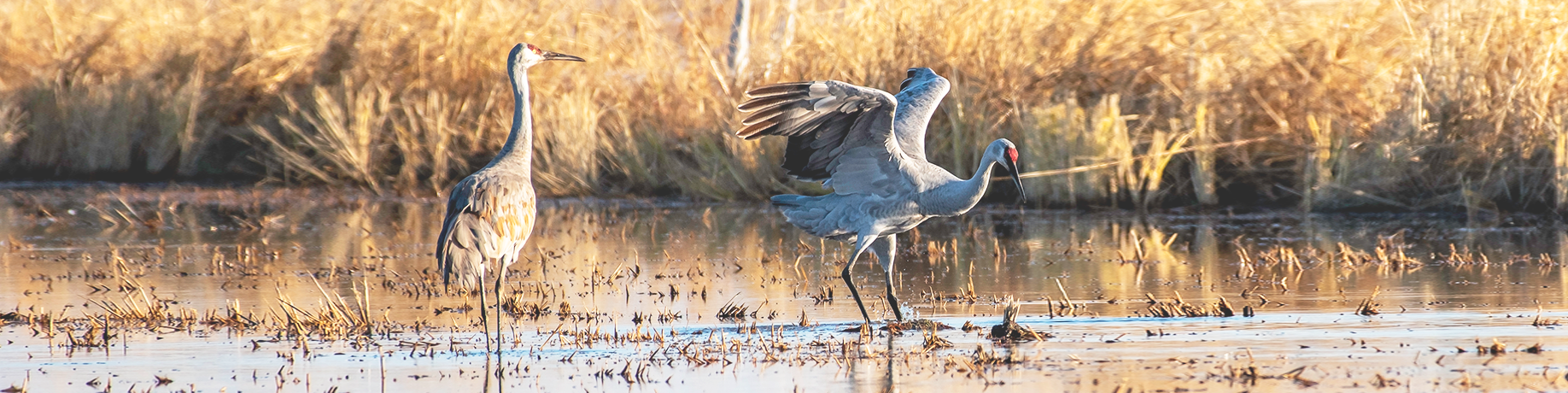 Two sandhill cranes stand in shallow wetland water; one crane lifts its wings as it steps forward while the other stands still among dry golden grasses.