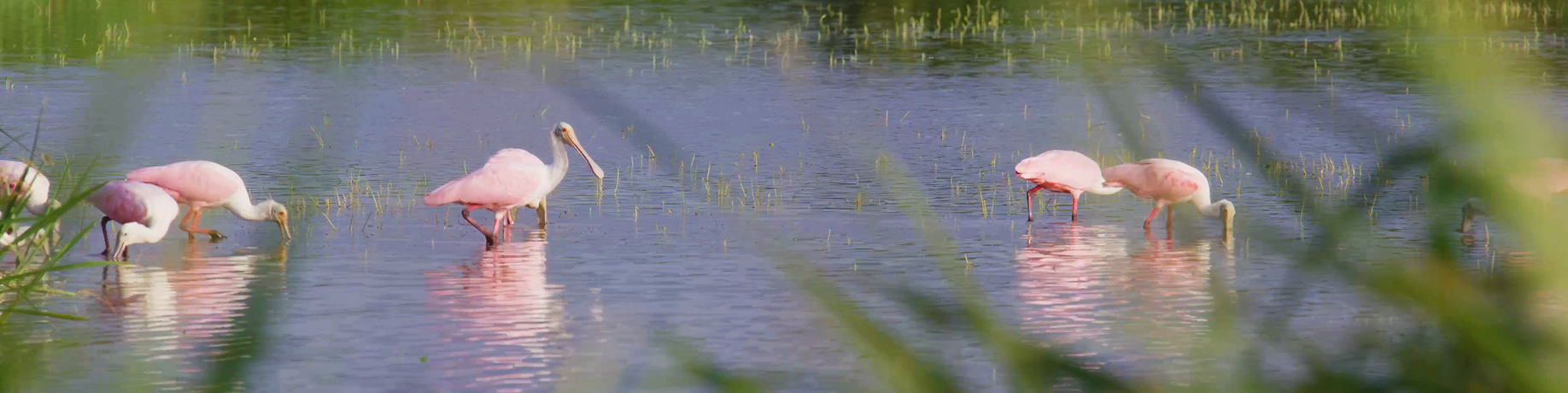 Several pink roseate spoonbills wade in shallow water, feeding with their long, flat bills, with reflections visible on the water’s surface.