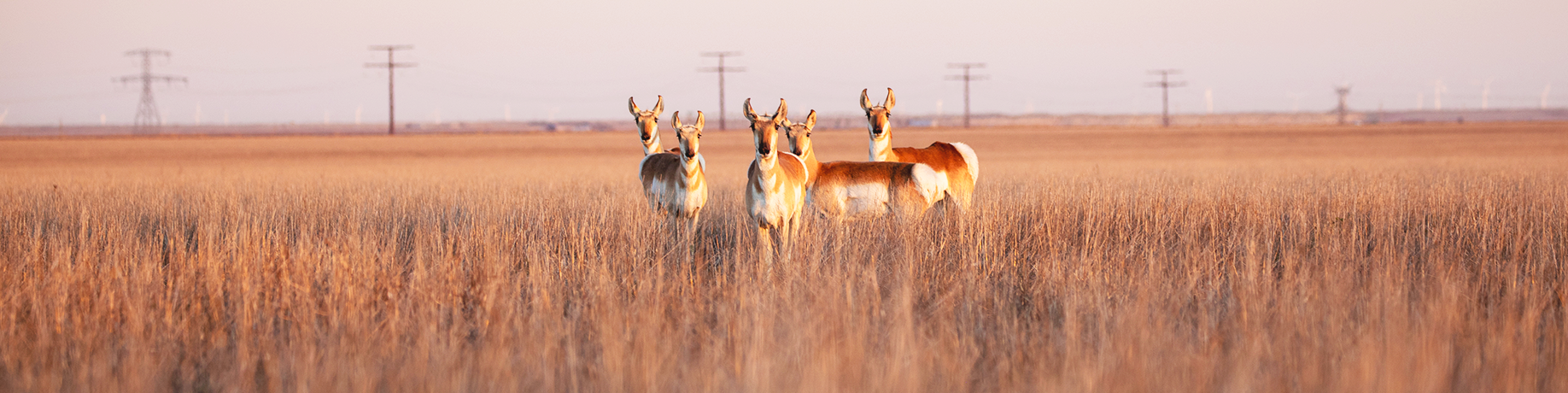 Herd of pronghorn antelope standing alert in tall, golden prairie grass at sunset, with open plains, distant power lines, and wind turbines stretching across the horizon.