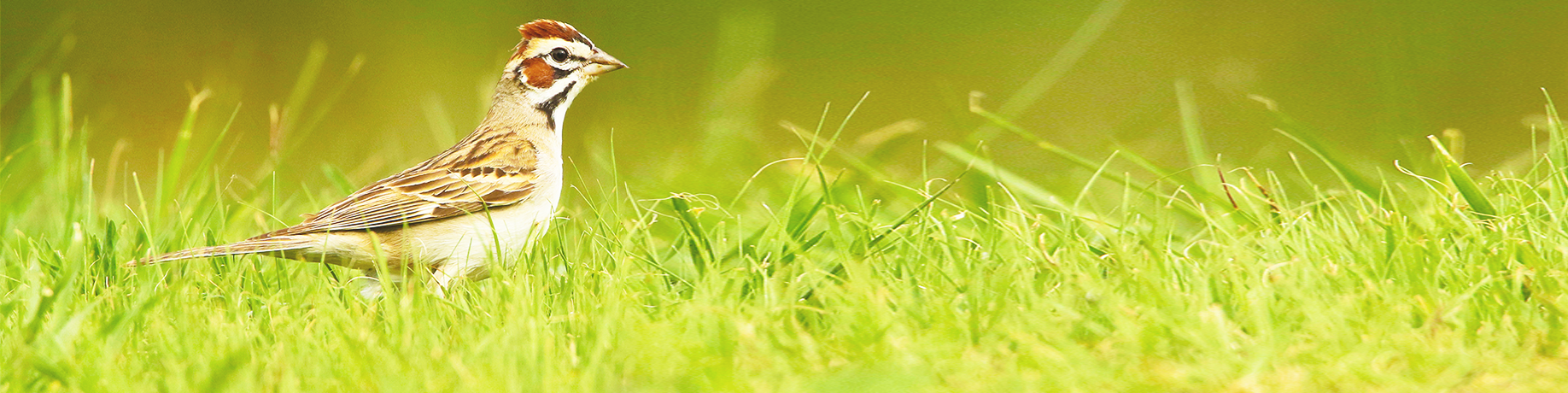 Lark sparrow standing in bright green grass, facing right. The bird has a brown-and-white streaked back, a pale underside, a long tail, and a distinctive facial pattern with chestnut, black, and white markings. The background is softly blurred in shades of green, highlighting the bird in sharp focus.