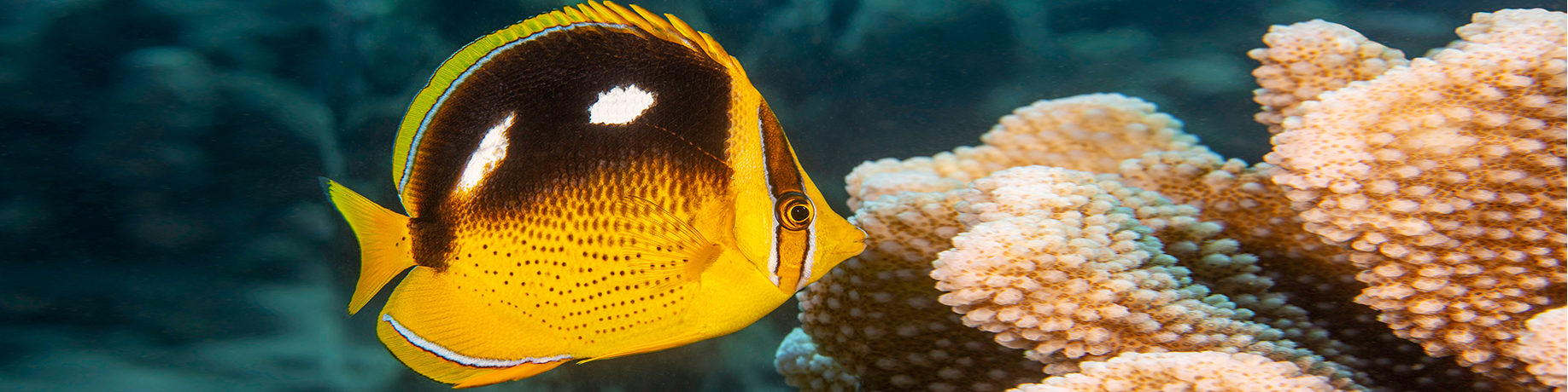 Close-up underwater photograph of a butterflyfish swimming beside a branching coral colony. The fish has a bright yellow body with a large black patch across its upper side, two white markings on the black area, and thin white stripes near its eye. Pale, knobby coral fills the right side of the image, while the blue-green reef background is softly out of focus.
