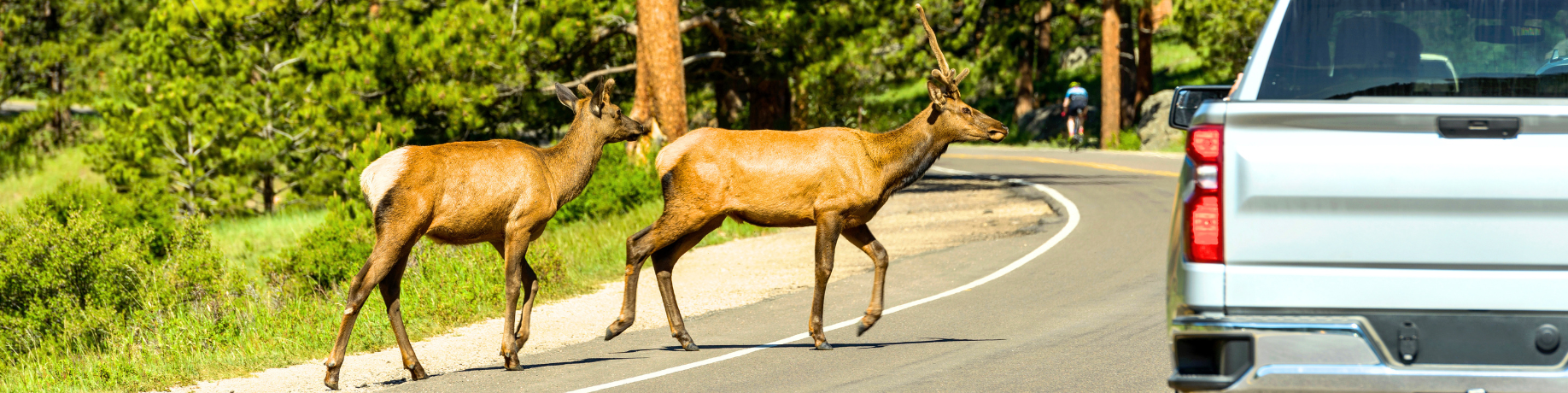 Two elk cross a paved roadway in a forested mountain landscape as a pickup truck approaches nearby, illustrating the risk of wildlife-vehicle collisions on busy roads.