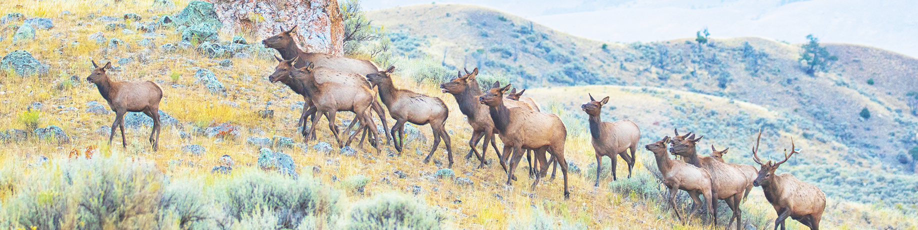 A elk herd climbs a hill